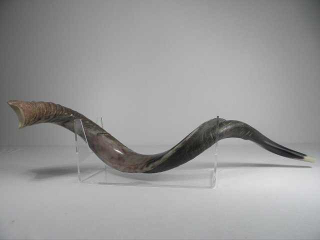 ISRAELI RAM'S HORN SHOFAR & STAND - 30.75": Israeli Ram's horn shofar. Partially polished, and cut on the end. Still has original "Made in Israel" paper label and includes acrylic stand. Measures 30.75" long. Condition: good, see images. Total 