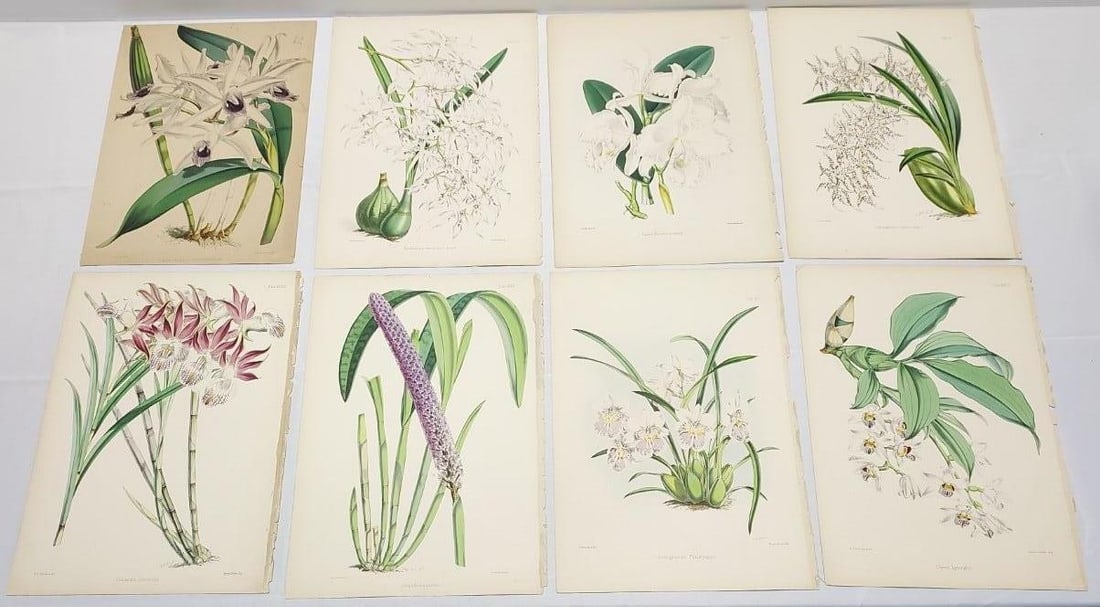 WARNER & WALTER HOOD FITCH, SELECT ORCHIDACEOUS PLANTS  8PC (1 of 19)