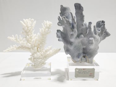 TWO NATURAL CORAL COLONY DISPLAYS ON LUCITE
