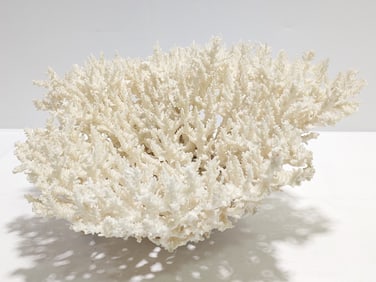 LARGE NATURAL ACROPORA CORAL COLONY DISPLAY