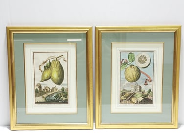 2 J. VOLCKAMER PRINTS: "HESPERIDES NURNBERGISCHE"