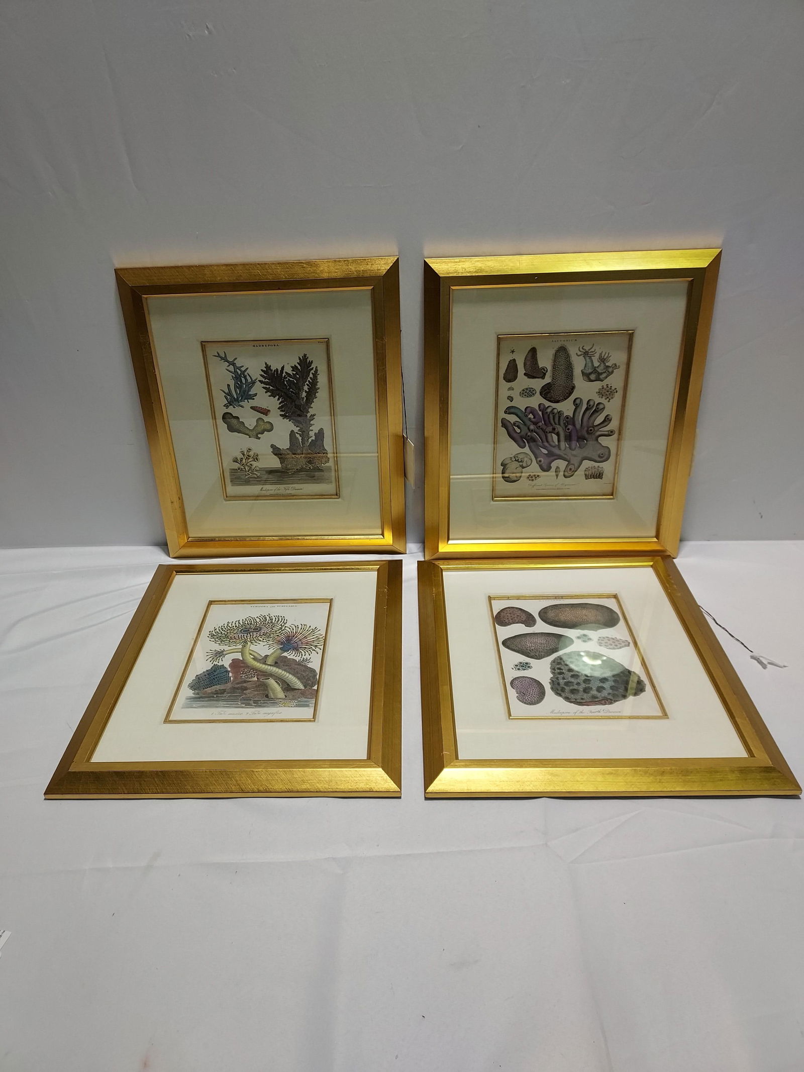 H943 FOUR ENGLISH HAND COLORED ENGRAVINGS CORAL (1 of 5)