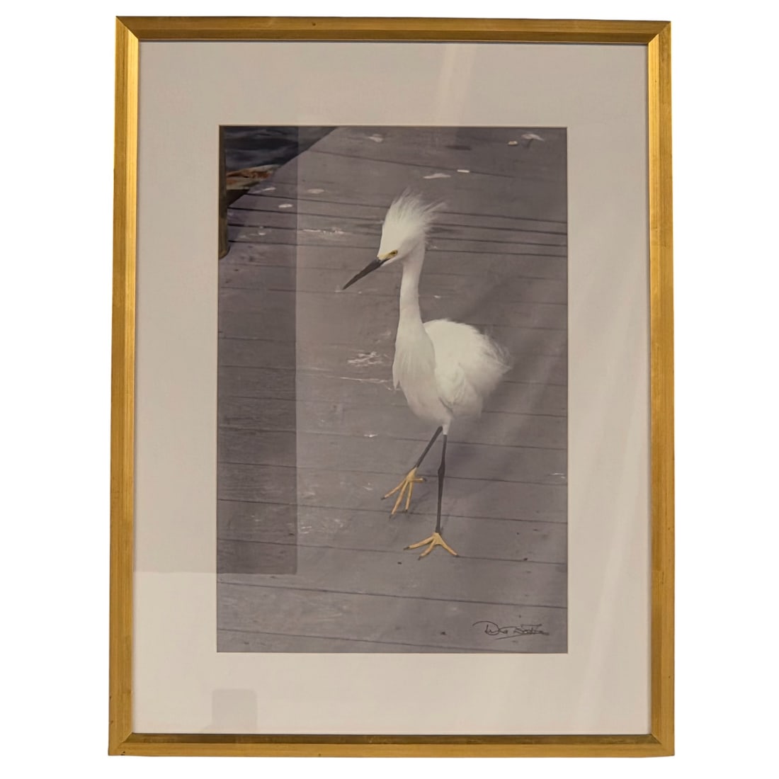 "AGGRESSIVE SNOWY" PHOTOGRAPH BY DAVID WEBBER: "Aggressive Snowy" photograph of Egret on dock by David Webber. Signed lower right. Site size: 17.25" H x 11.5"W. Outside size: Mounted under glass with 2.5" single rag mat under glass with 1" gold to