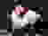 item-214539=3
