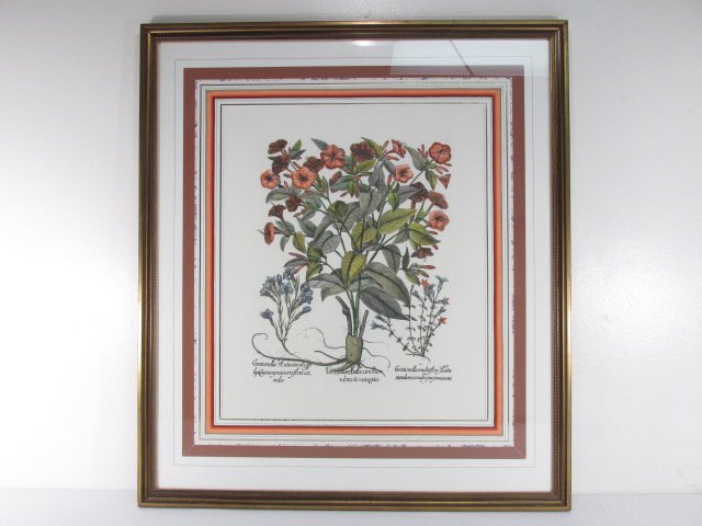 HAND COLORED BOTANICAL ETCHING AFTER BASILIUS BESLER: Hand colored botanical etching after Basilius Besler (German, 1561 - 1629). Matted and under glass in a gold tone frame. Condition: good, see images. Measures (plate) 19" tall x 16" wide, and (frame) 