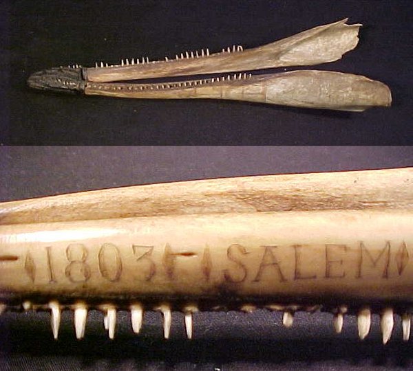 RARE SCRIMSHAW PORPOISE JAW 1803