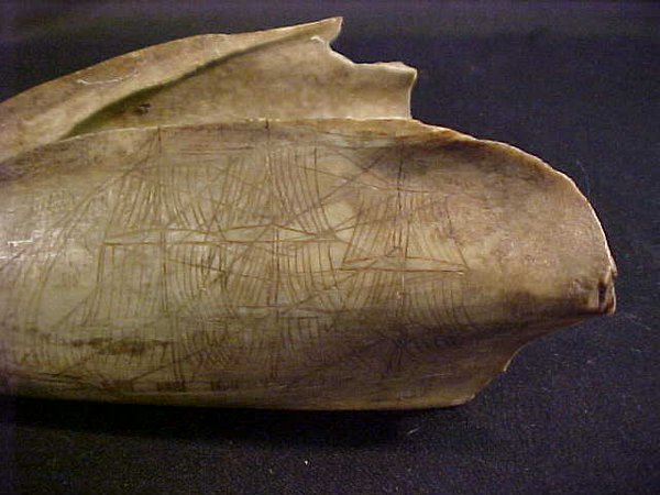 RARE SCRIMSHAW PORPOISE JAW 1803 - 2