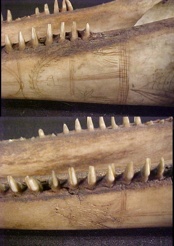 RARE SCRIMSHAW PORPOISE JAW 1803 - 3