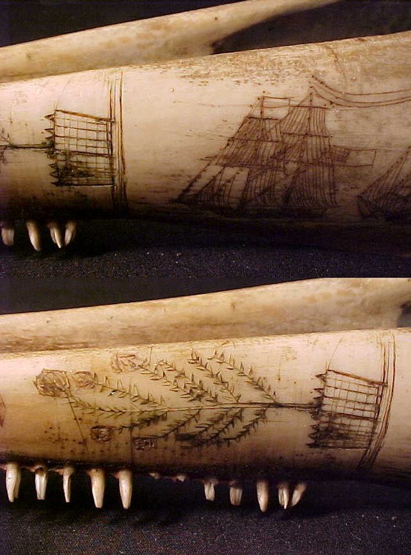 RARE SCRIMSHAW PORPOISE JAW 1803 - 4