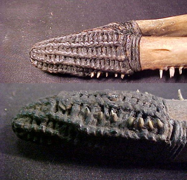 RARE SCRIMSHAW PORPOISE JAW 1803 - 5