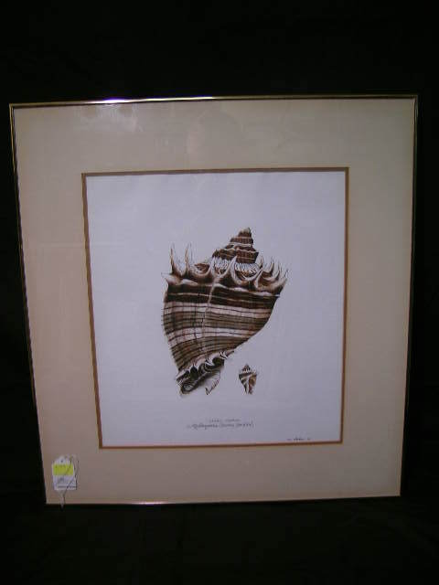 WATERCOLOR PAINTING KING CROWN SHELL SIGNED: Lot: 84: WATERCOLOR PAINTING KING CROWN SHELL SIGNED - Signed "Bill Stephens, '80". Framed measures 28" wide x 30" high and painting measures 19" wide x 20 1/2" high. Good condition.
