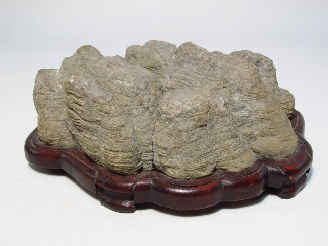 MIOCENE PERIOD FOSSIL: COPROLITE? (1 of 7)