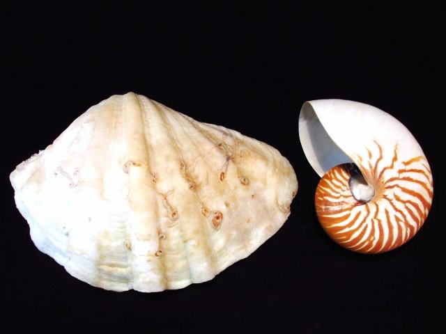 TWO LARGE SEA SHELLS - NAUTILUS & CLAM (1 of 4)