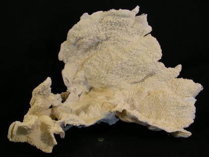 LARGE NATURAL SCULPTURE WHITE OCEAN REEF CORAL: Lot 1112: LARGE NATURAL SCULPTURE WHITE OCEAN REEF CORAL - Measures 20" long x 17" wide x 18" deep. Good condition.
