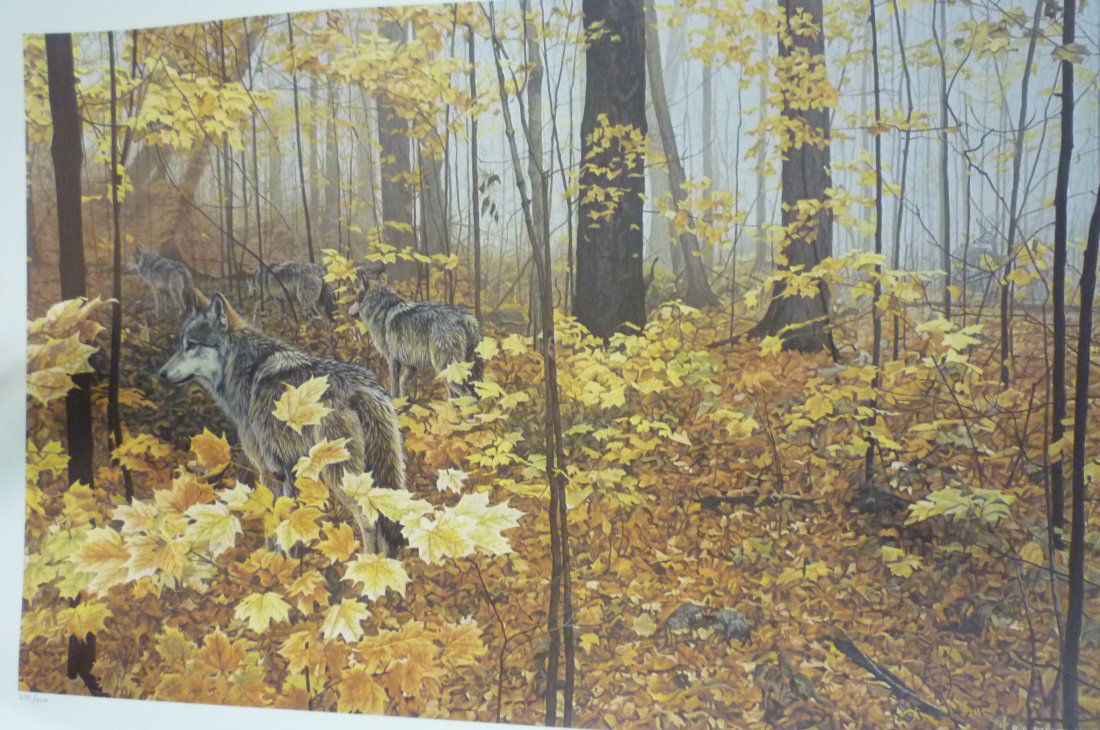R.S. PARKER, AUTUMN MAPLES-WOLVES, UNFRAMED PRINT 650/9: R.S. PARKER, AUTUMN MAPLES-WOLVES, UNFRAMED PRINT 650/950 WITH CC, BORDER OF PICTURE IS DAMAGED, 34'' X 24'' ARTIST SIGNED, 1989