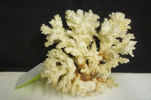 BRANCHED CORAL PIECE: APPROX. 6" LONG: APPROX. 6" LONG