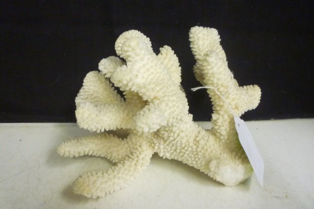 LARGE CORAL PIECE: APPROX. 8" LONG. GREAT DECORATIVE OC: APPROX. 8" LONG. GREAT DECORATIVE OCEAN ITEM