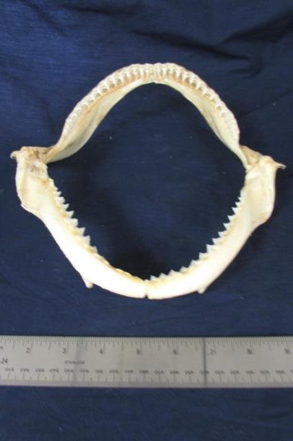 SHARK TOOTH JAW: SHARK TOOTH JAW 10" WIDE