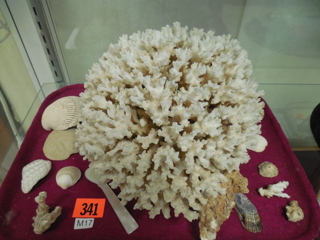 LARGE CORAL AND SEASHELLS: LARGE CORAL AND SEASHELLS NICE LARGE WHITE CORAL AND SEASHELLS