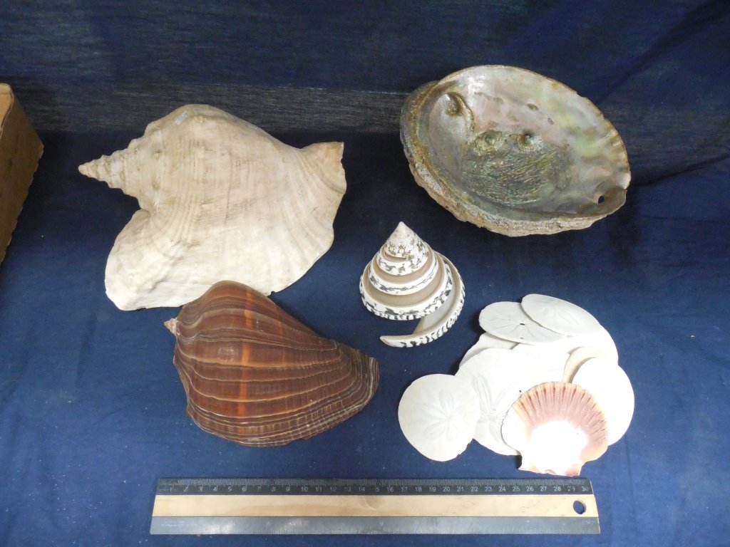 SEA SHELL COLLECTION: SEA SHELL COLLECTION LARGE SEA SHELLS, SAND DOLLARS, CONCH AND MORE