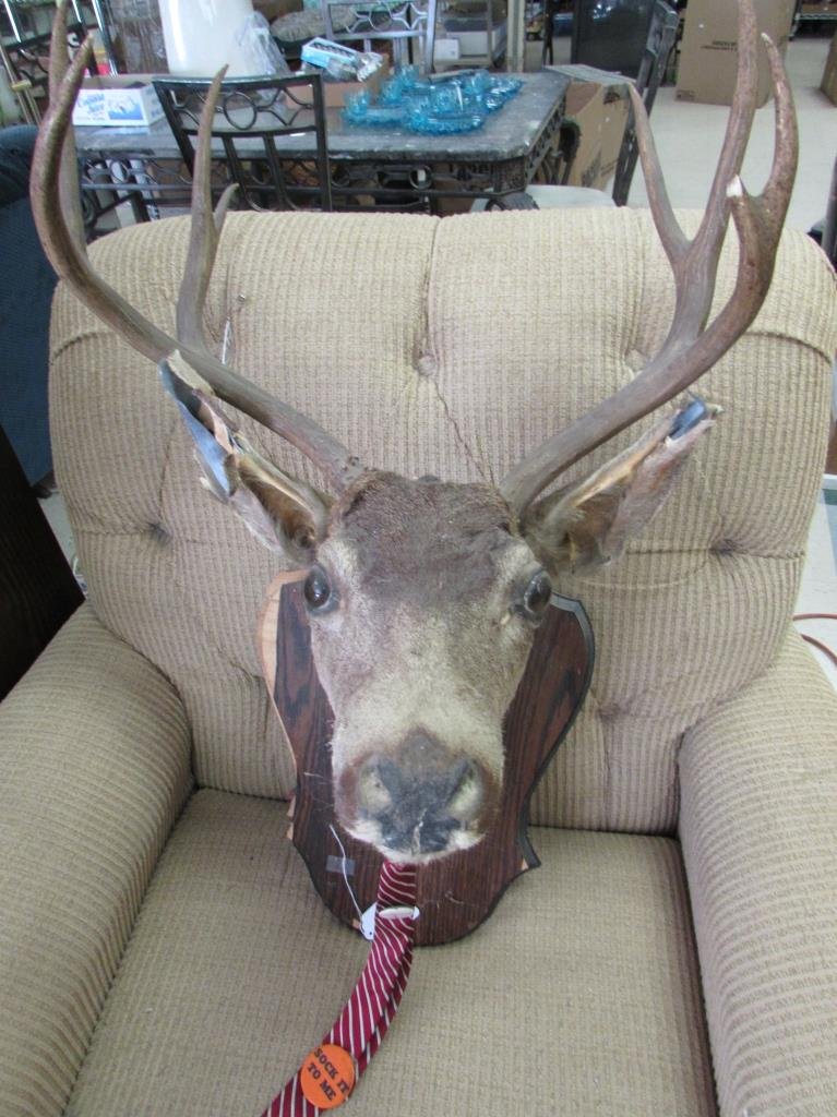 MOUNTED DEER HEAD: MOUNTED DEER HEAD 4 POINT BUCK DEER, MOUNTED FROM NECK UP, DAMAGE TO HIS EARS AND NOSE PLUS THE WALL MOUNT SHOWS DAMAGE.