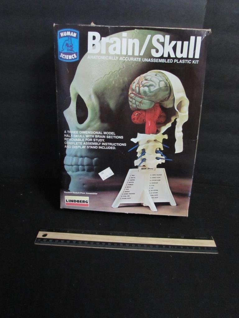 BRAIN/SKULL ANATOMICALLY ACCURATE MODEL KIT: BRAIN/SKULL ANATOMICALLY ACCURATE MODEL KIT