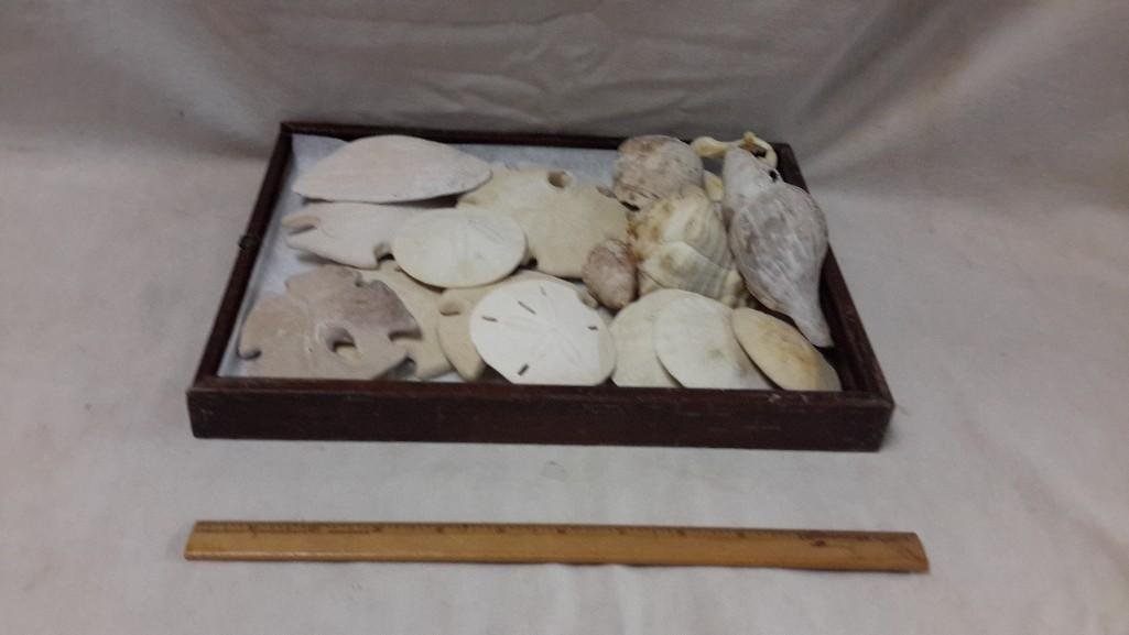 Sea Shells and Sand Dollars (16): Sand Dollars ranging in size from 4 1/2" diameter to 2 3/4" diameter (11 total), other type of shells included. 