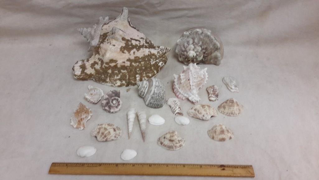 Sea Shell Collection: Nice assortments of large and small sea shells.