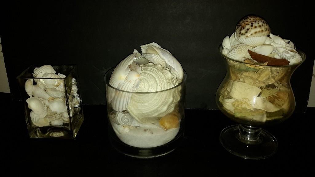 Decorative Shell Collection (15+) and Glass Vases (3): Vases have sand, sizes range from 5.5"-10" tall.