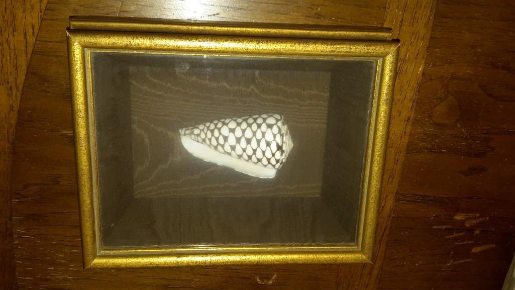 Shadow Box Framed Sea Shell: Excellent condition, measures 9."x 7.5"x 3"