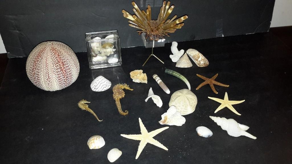 Shell Collection: Two sea horses, 3 star fish, coral, and more.