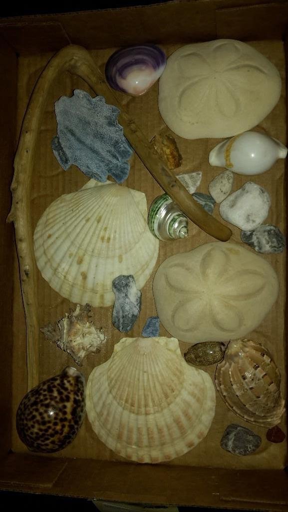 Shell Collection: Coral, drift wood, large sand dollars, rocks and more.