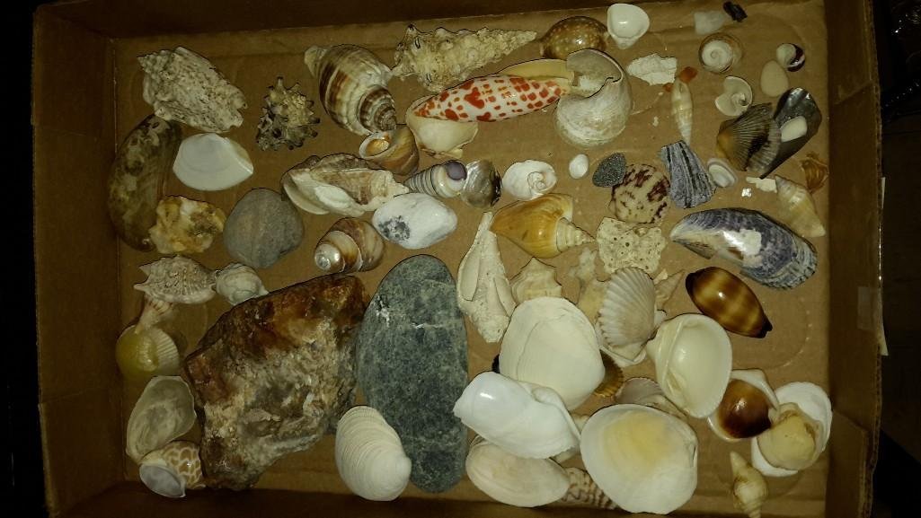 Collection of Small Shells: Various sizes of small shells, coral and rock.
