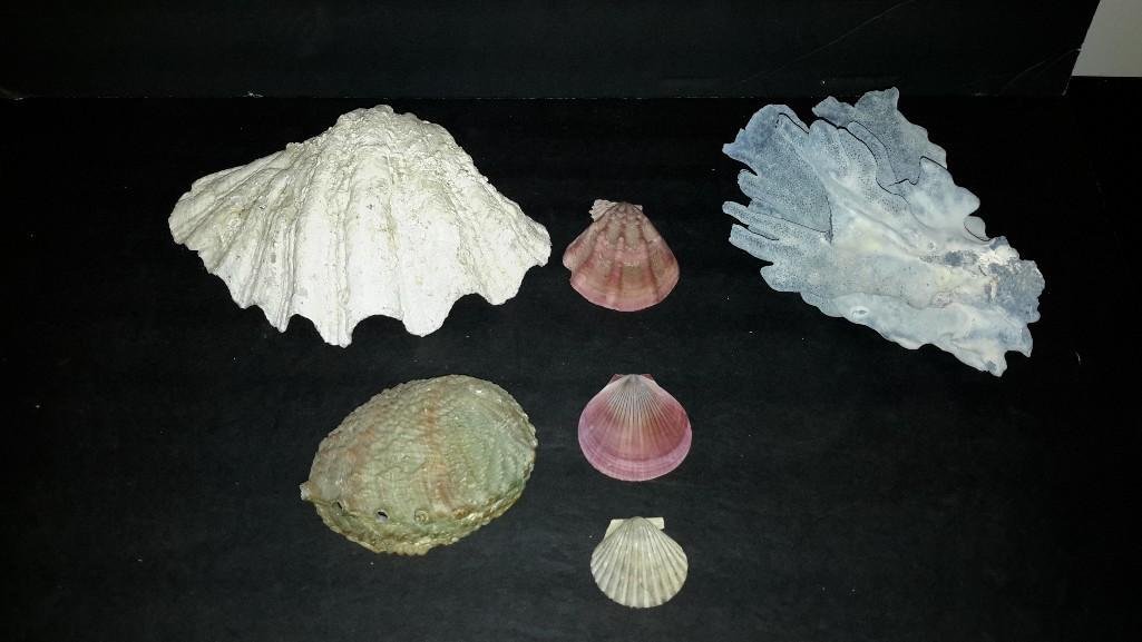 Large Coral and Shells: Large blue coral that measures 9 1/2" long, abalone shell and more.