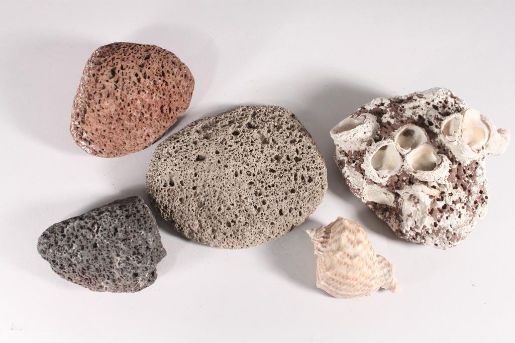 Lava Rocks and Seashells (5): Four lava rocks, one has embedded sea shells, plus one other conch shell 