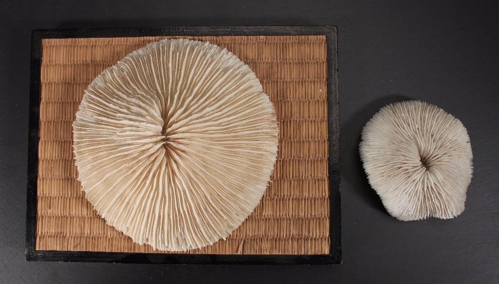 Isolated Coral (2): Small piece measures 4.5" wide, 1" tall. Larger piece is 6" in diameter, 2.5" tall.