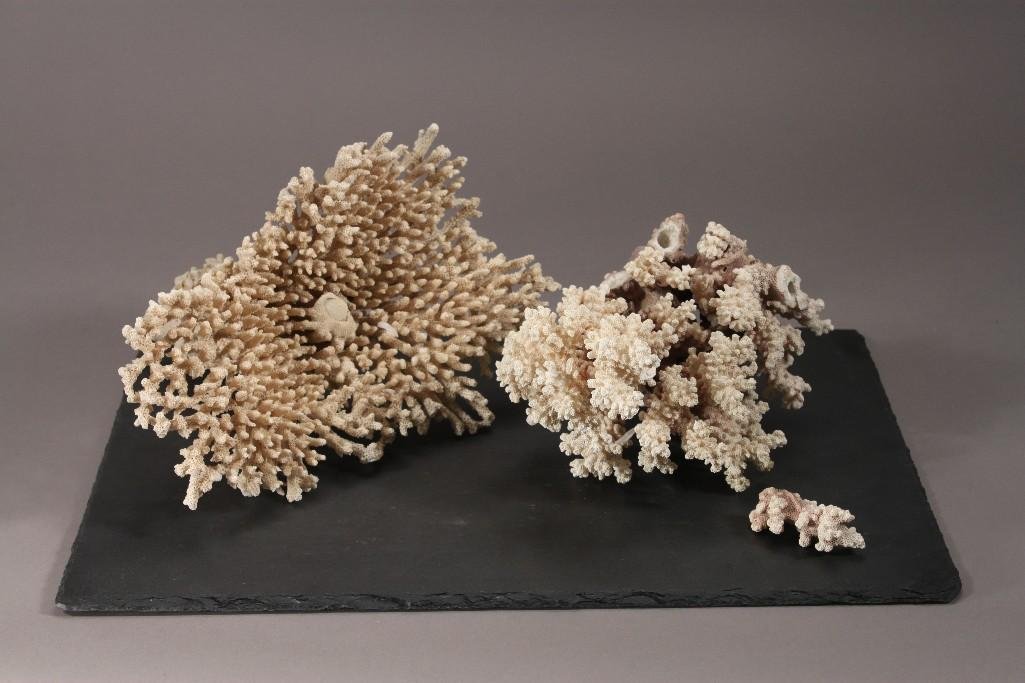 Branching Coral (2): Large piece measures 11" wide, 9" tall, in good condition. Smaller piece has variegated coloring and measures 9" tall, 6" wide, one broken piece included.
