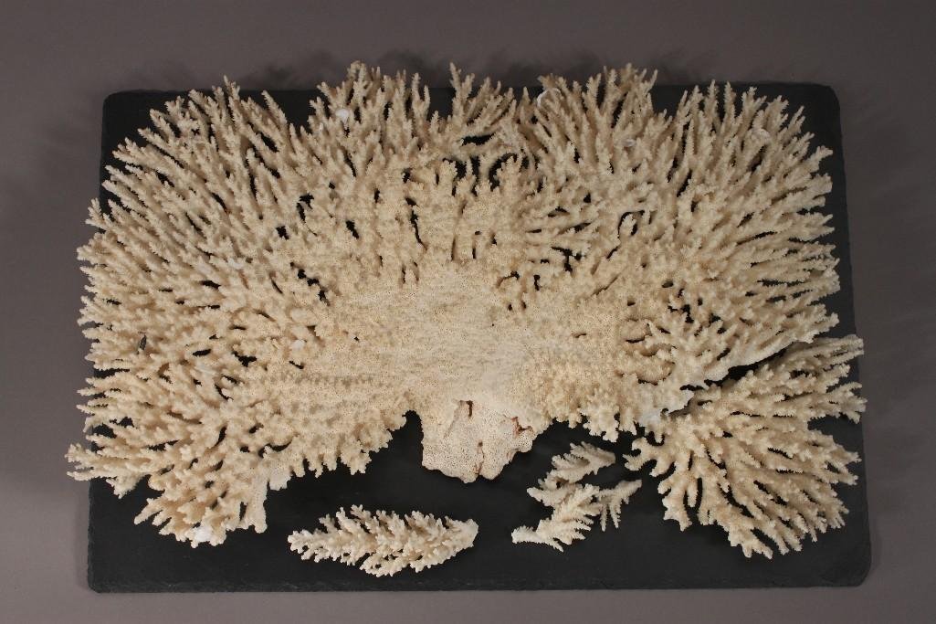 Large Branching Coral: Includes some broken pieces, 17" wide, 10" tall