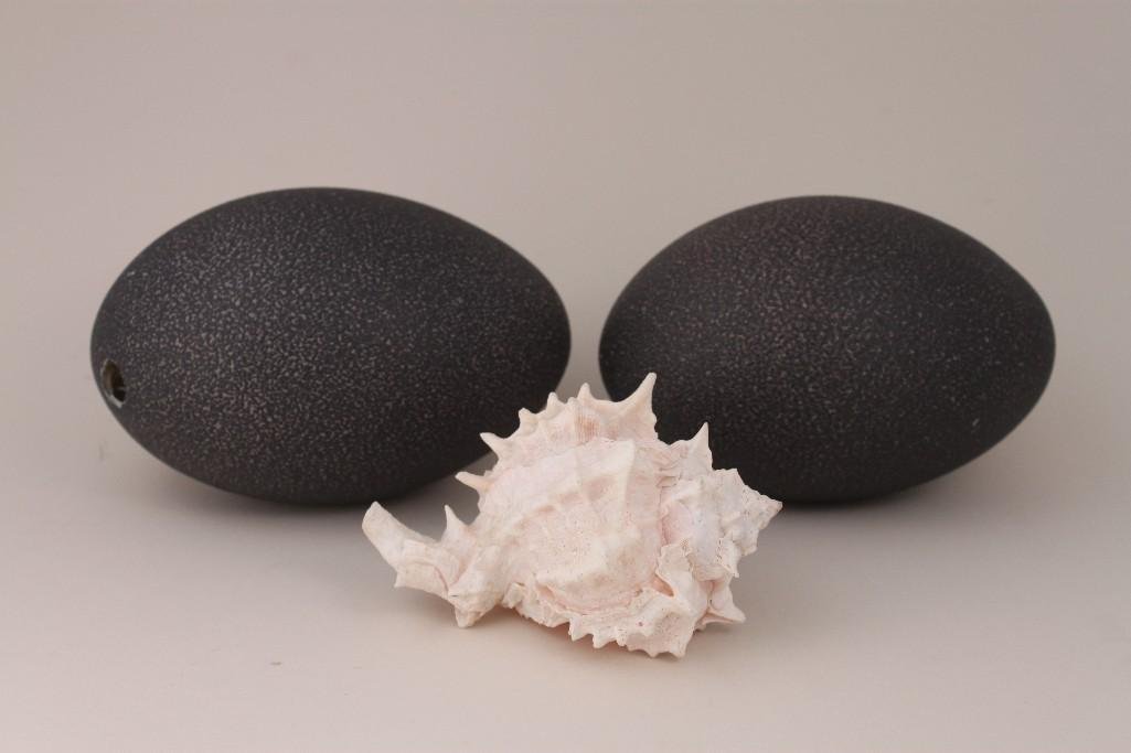 Emu Egg Shells and Sea Shell (3): Two empty Emu egg shells have a .5" hole in the bottom and are approximately 5.5" long and a 4.5" long sea shell.