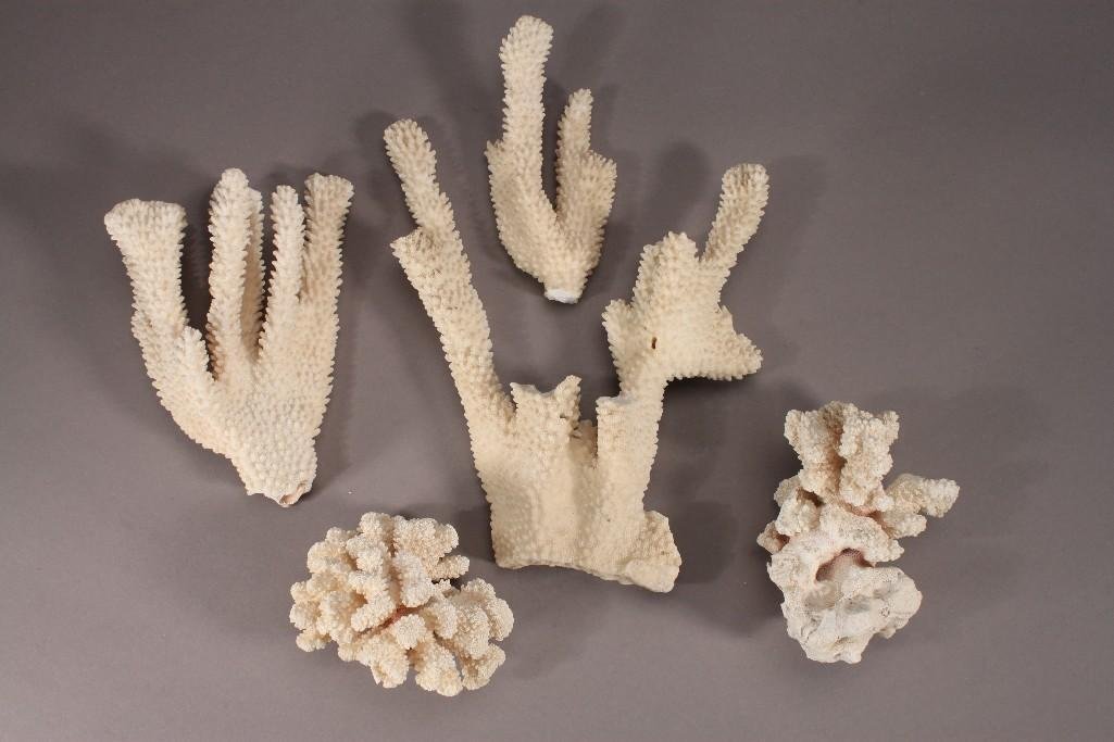 Branching Coral (5): Ranging in size from 3.5" to 10.5" long.