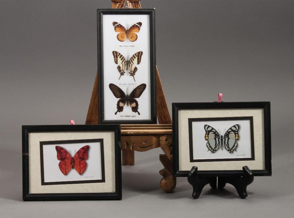 Framed Butterfly Collection (3) (1 of 6)