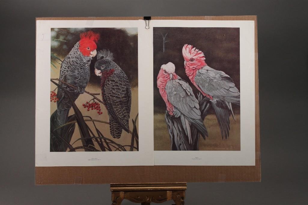 Gail O'Connor Cockatoo Prints (2) (1 of 6)