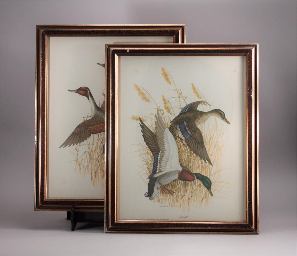 Framed Charles E. Murphy Bird Prints (2) (1 of 9)