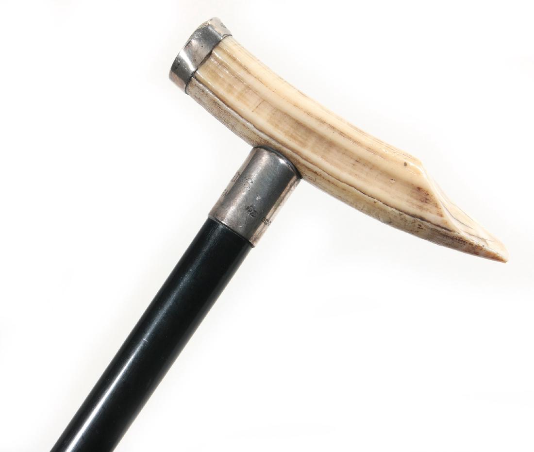 A WHALE TOOTH WALKING CANE LONDON 1911 STERLING: The ebonised shaft with hallmarked and engraved sterling silver ferrule, marine ivory handle with sterling silver cap, stamped hallmarks for 1911, Jonathan Howell, London. Measures 36 inches in length