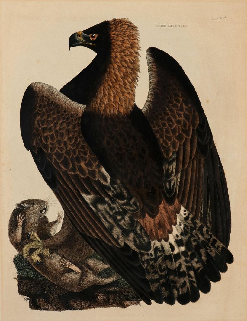 PRIDEAUX JOHN SELBY, GOLDEN EAGLE FEMALE, C. 1820 (1 of 10)