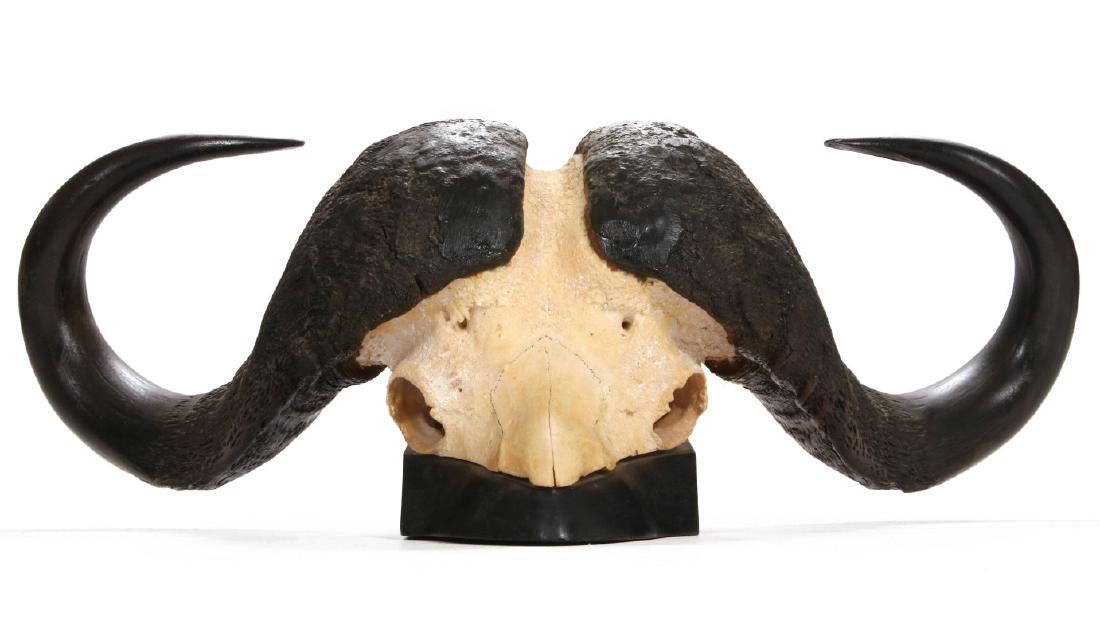 A SET OF AFRICAN CAPE BUFFALO SKULL AND HORNS (1 of 12)