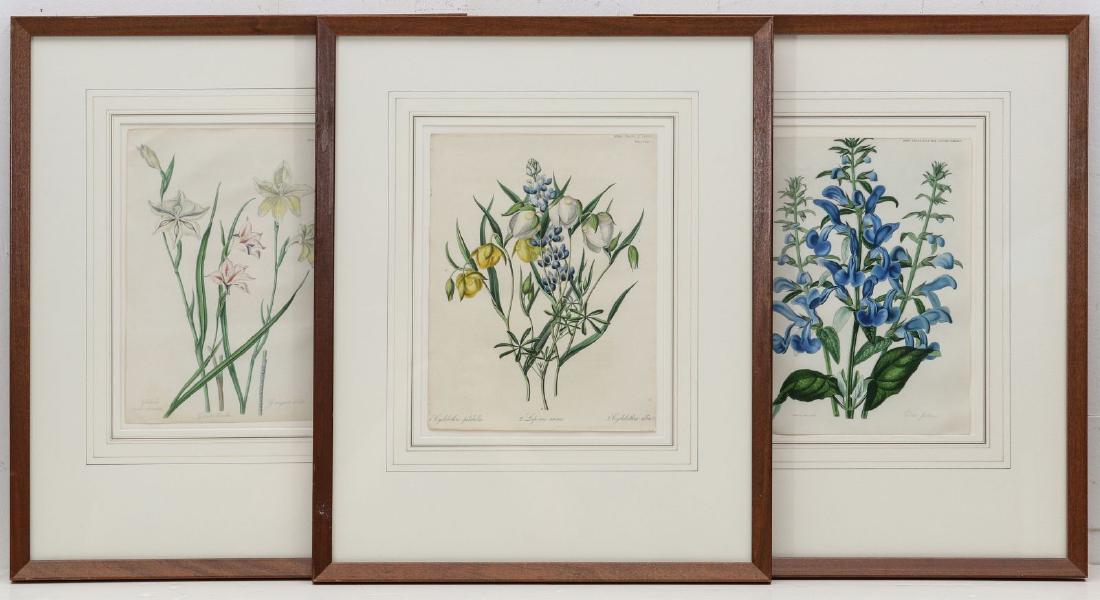CIRCA 1835 BOTANICAL LITHOGRAPHS AFTER SARAH DRAKE (1 of 12)
