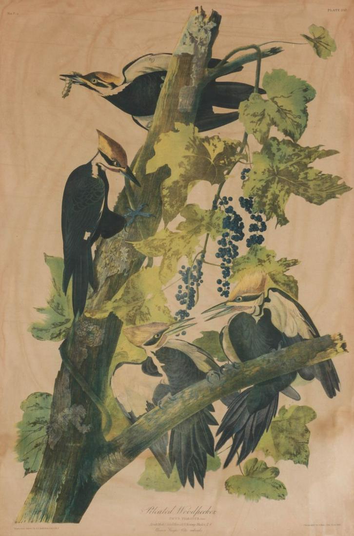 AUDUBON PILEATED WOODPECKER BIEN EDITION LITHOGRAPH: After John James Audubon (American, 1785 1851) Pileated Woodpecker Picus Pileatus Circa 1860. Plate 257, Elephant Folio plate from The Birds of America, Julius Bien chromolithograph on paper. Sight si