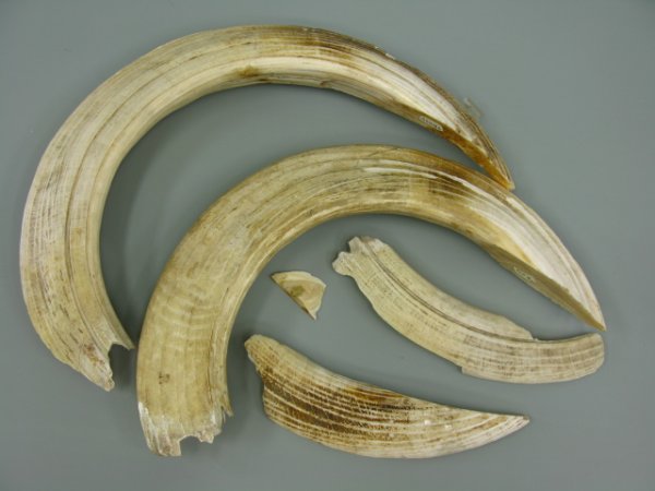 GROUP OF HIPPOPOTAMUS TUSK PIECES: Largest measures about 23 inches long, other a bit smaller. Lot includes three shards.