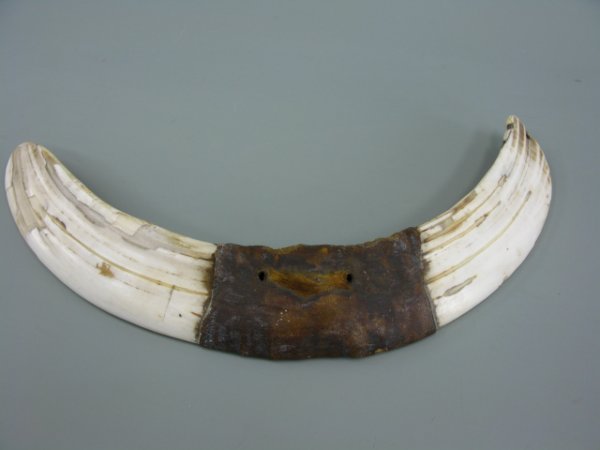 MAASAI HIPPO TUSK GORGET ORNAMENT, 1930'S: Measures 12.5 x 2.25 inch flattened hippo tusk with hide center. Pierced at one end and twice in the middle.